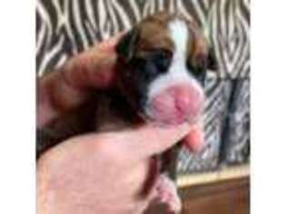 Boxer Puppy for sale in Wausau, WI, USA