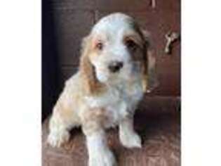 Cocker Spaniel Puppy for sale in East Sparta, OH, USA
