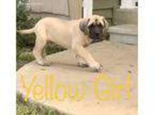 Mastiff Puppy for sale in Winslow, IN, USA