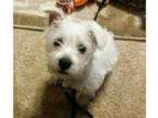 West Highland White Terrier Puppy for sale in Gadsden, TN, USA