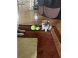 Pomeranian Puppy for sale in Sterling, VA, USA