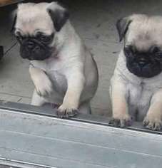 Pug Puppy for sale in Hartford, CT, USA