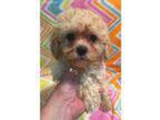 Cavachon Puppy for sale in Edgar Springs, MO, USA