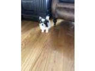 Biewer Terrier Puppy for sale in Louisville, KY, USA
