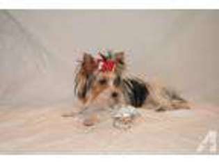Yorkshire Terrier Puppy for sale in FOX LAKE, IL, USA