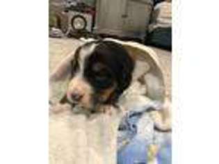 Bernese Mountain Dog Puppy for sale in Council Bluffs, IA, USA