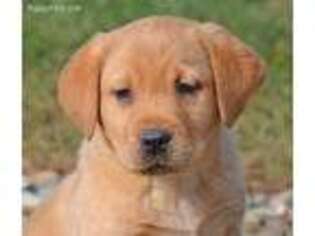 Labrador Retriever Puppy for sale in Columbia Station, OH, USA