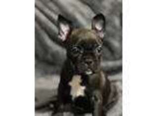 French Bulldog Puppy for sale in New Galilee, PA, USA