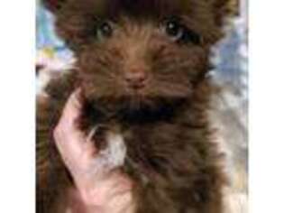 Biewer Terrier Puppy for sale in Dayton, OH, USA