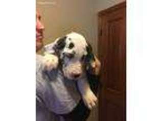 Great Dane Puppy for sale in Dell Rapids, SD, USA