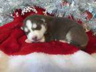 Siberian Husky Puppy for sale in Deputy, IN, USA