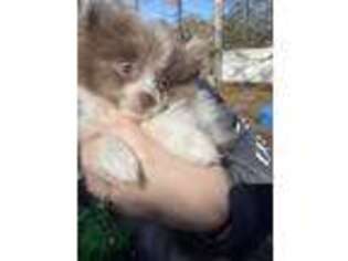Pomeranian Puppy for sale in Hartselle, AL, USA