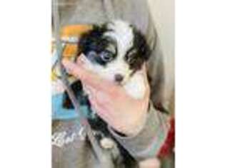Miniature Australian Shepherd Puppy for sale in Hastings, MN, USA