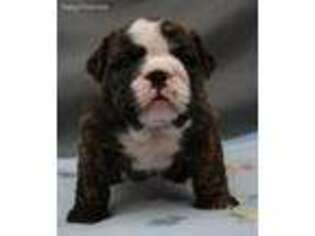 Bulldog Puppy for sale in Oxford, NJ, USA