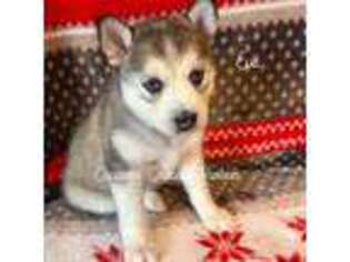 Siberian Husky Puppy for sale in Lyons, NE, USA