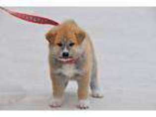 Akita Puppy for sale in Melrose, FL, USA