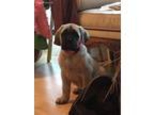 Mastiff Puppy for sale in Greeneville, TN, USA