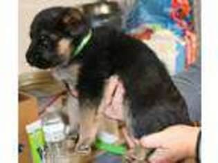 German Shepherd Dog Puppy for sale in Wolf Creek, OR, USA