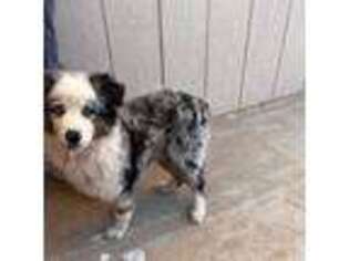 Australian Shepherd Puppy for sale in Twentynine Palms, CA, USA