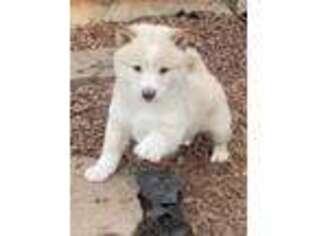 Shiba Inu Puppy for sale in Carrollton, GA, USA