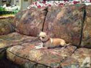 Chihuahua Puppy for sale in ALBERT LEA, MN, USA