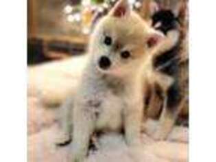 Alaskan Klee Kai Puppy for sale in Sacramento, CA, USA