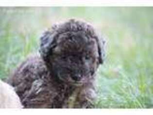 Labradoodle Puppy for sale in Quitman, GA, USA