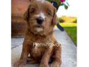 Australian Labradoodle Puppy for sale in Riverside, CA, USA