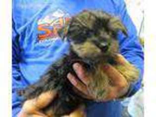 Yorkshire Terrier Puppy for sale in Penrose, CO, USA