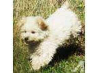 Schnoodle (Standard) Puppy for sale in HUNTERS, WA, USA