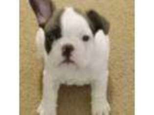 French Bulldog Puppy for sale in Braggs, OK, USA