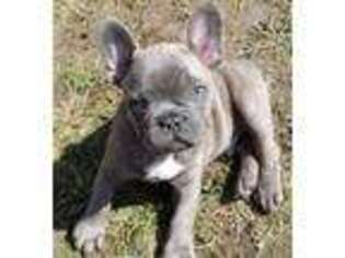 French Bulldog Puppy for sale in Long Grove, IA, USA
