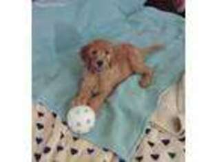 Goldendoodle Puppy for sale in Florence, MT, USA