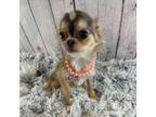 Chihuahua Puppy for sale in Starr, SC, USA