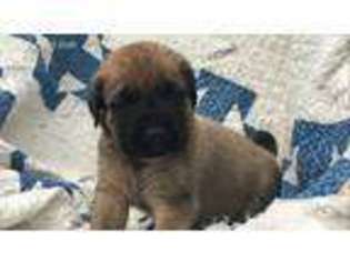 Mastiff Puppy for sale in Winchester, OH, USA