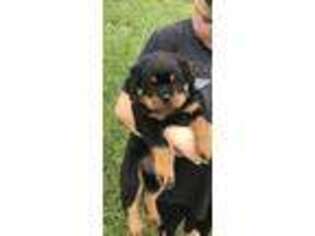 Rottweiler Puppy for sale in Jonesborough, TN, USA