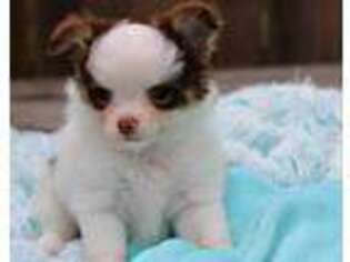 Chihuahua Puppy for sale in Natchitoches, LA, USA