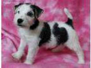 Mutt Puppy for sale in Ulman, MO, USA