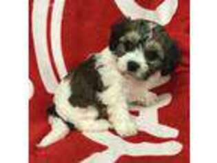 Cavachon Puppy for sale in Claypool, IN, USA