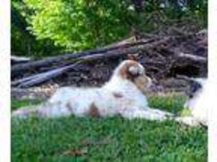Australian Shepherd Puppy for sale in Kentland, IN, USA