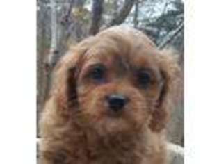 Cavapoo Puppy for sale in Pigeon Forge, TN, USA