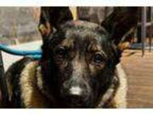 German Shepherd Dog Puppy for sale in Greensboro, NC, USA