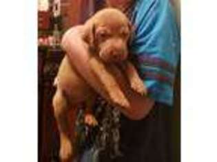 Vizsla Puppy for sale in Grangeville, ID, USA
