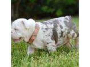 Bulldog Puppy for sale in Mansfield, TX, USA