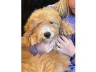 Mutt Puppy for sale in Woodstock, CT, USA