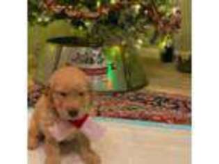 Golden Retriever Puppy for sale in Albuquerque, NM, USA