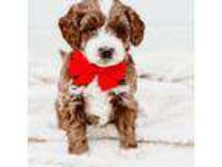 Mutt Puppy for sale in Louisville, KY, USA