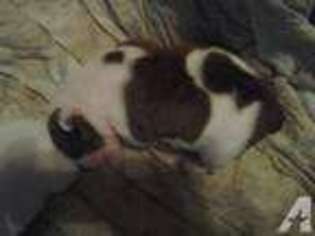 Bulldog Puppy for sale in SAUK RAPIDS, MN, USA