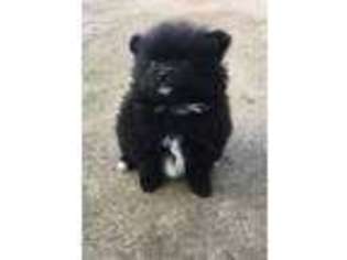 Pomeranian Puppy for sale in Stockton, CA, USA