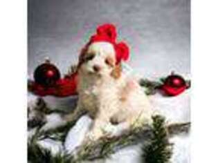 Cavapoo Puppy for sale in Lake Charles, LA, USA